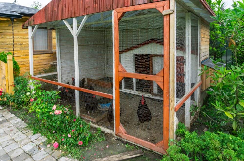 10 Mistakes Building a Chicken Coop