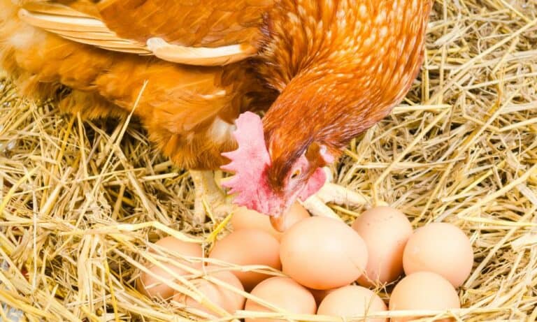 10 Reasons Why Chickens Eat Their Eggs (Ways to Stop)