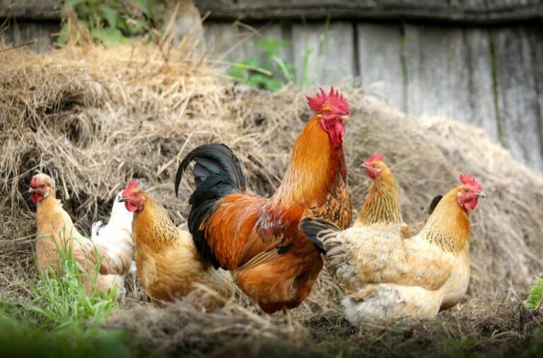 11 Rarest Chicken Breeds (with Pictures)