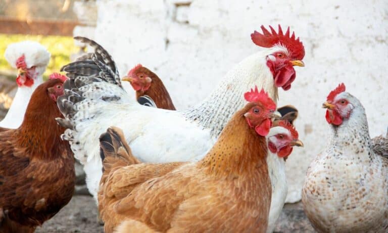 12 Best Dual-Purpose Chicken Breeds (with Pictures)
