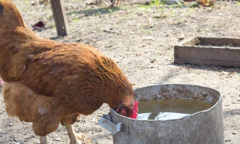 17 Ways to Keep Chicken Water from Freezing