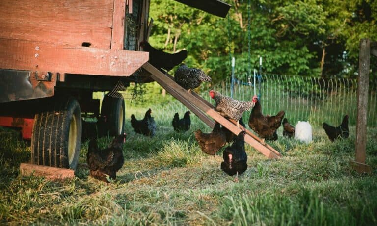 19 DIY Mobile Chicken Coop Plans to Build Today