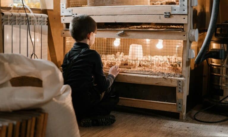 21 DIY Chicken Brooder Plans to Build Today