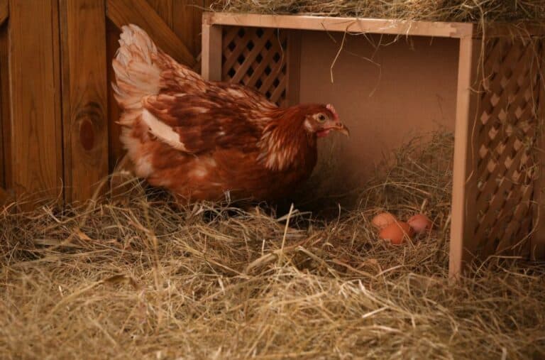 22 DIY Chicken Nesting Boxes Plans to Build Today