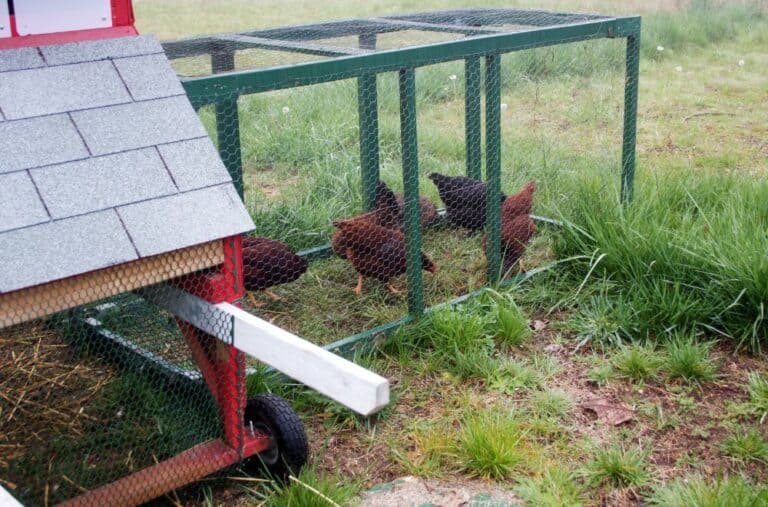 22 Free & Easy Chicken Tractor Plans to Build Today