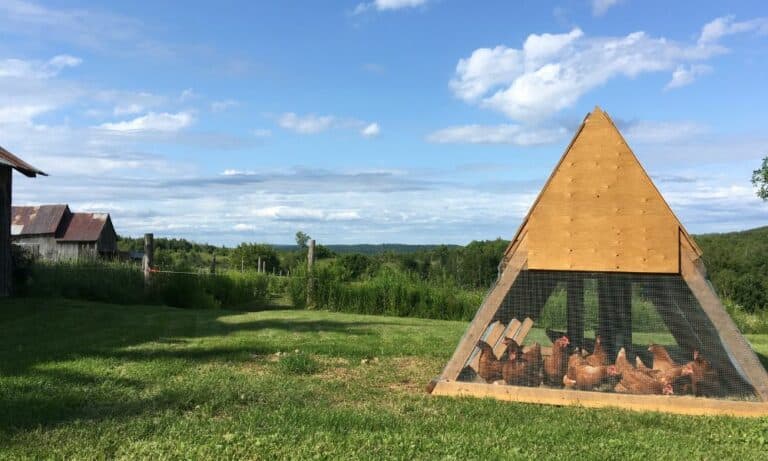 23 DIY A-Frame Chicken Coop Plans to Build Today