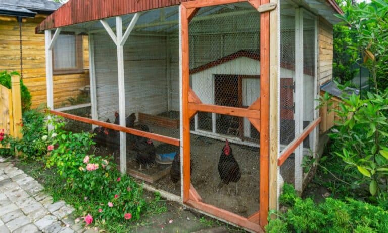 23 DIY Chicken Coop Door Ideas to Build Today