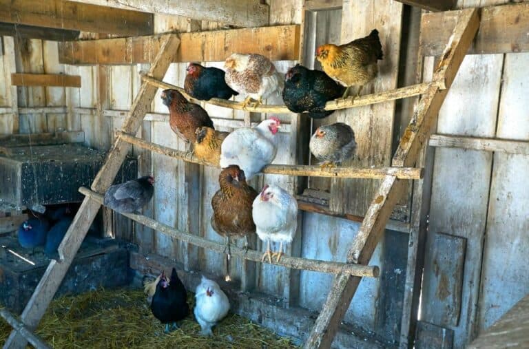 23 DIY Chicken Coop Plans to Build Today
