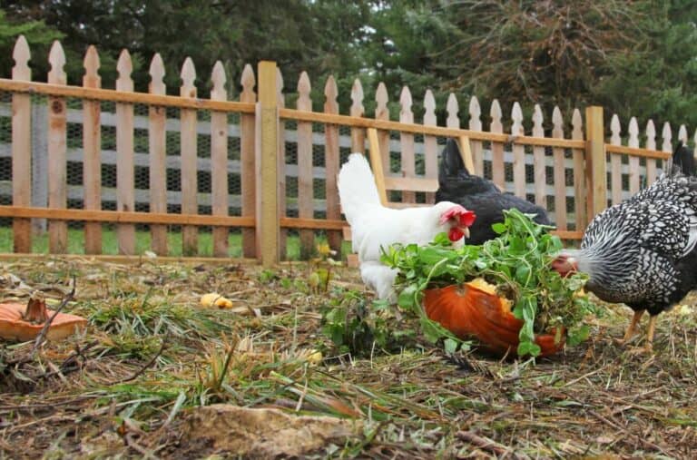 23 DIY Chicken Fence Ideas to Build Today