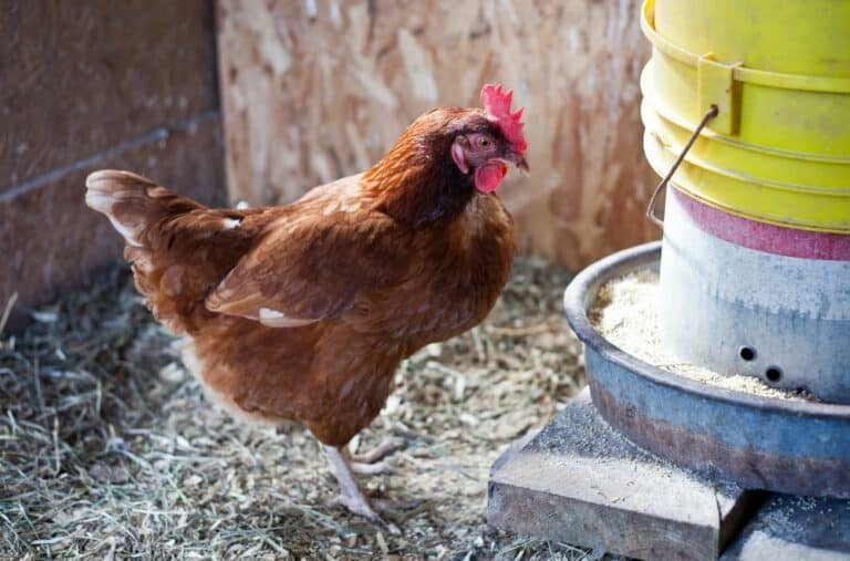 23 Homemade Chicken Feeder Ideas to DIY Today