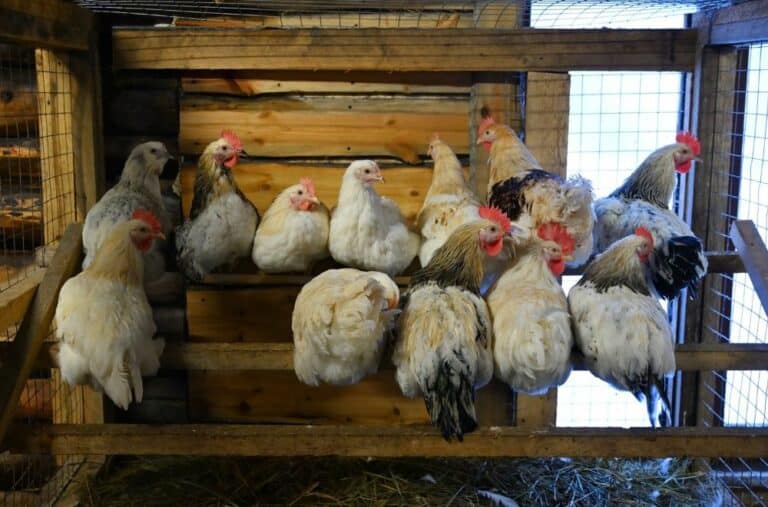 24 DIY Chicken Roost Plans to Build Today