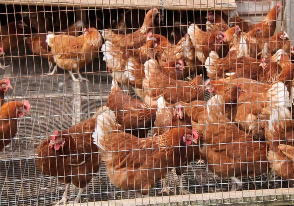 7 Tips for Stopping Hens from Crowing