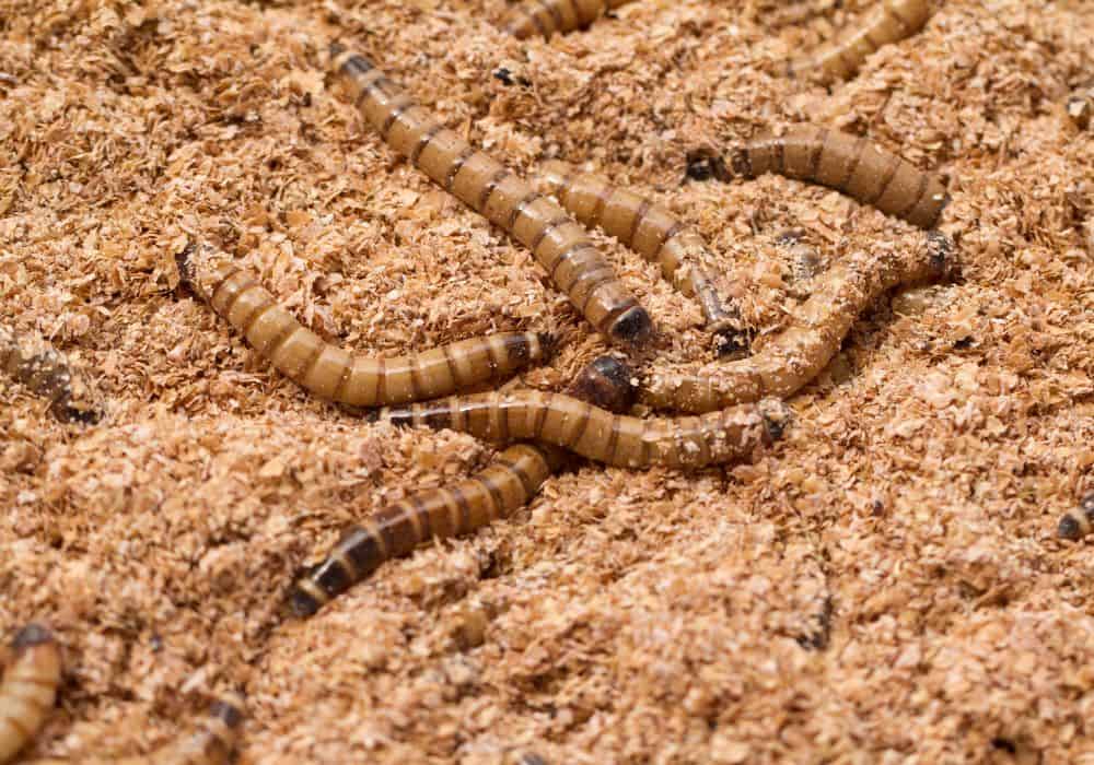 Adding Mealworms and/or Beetles to Your Mealworm Farm