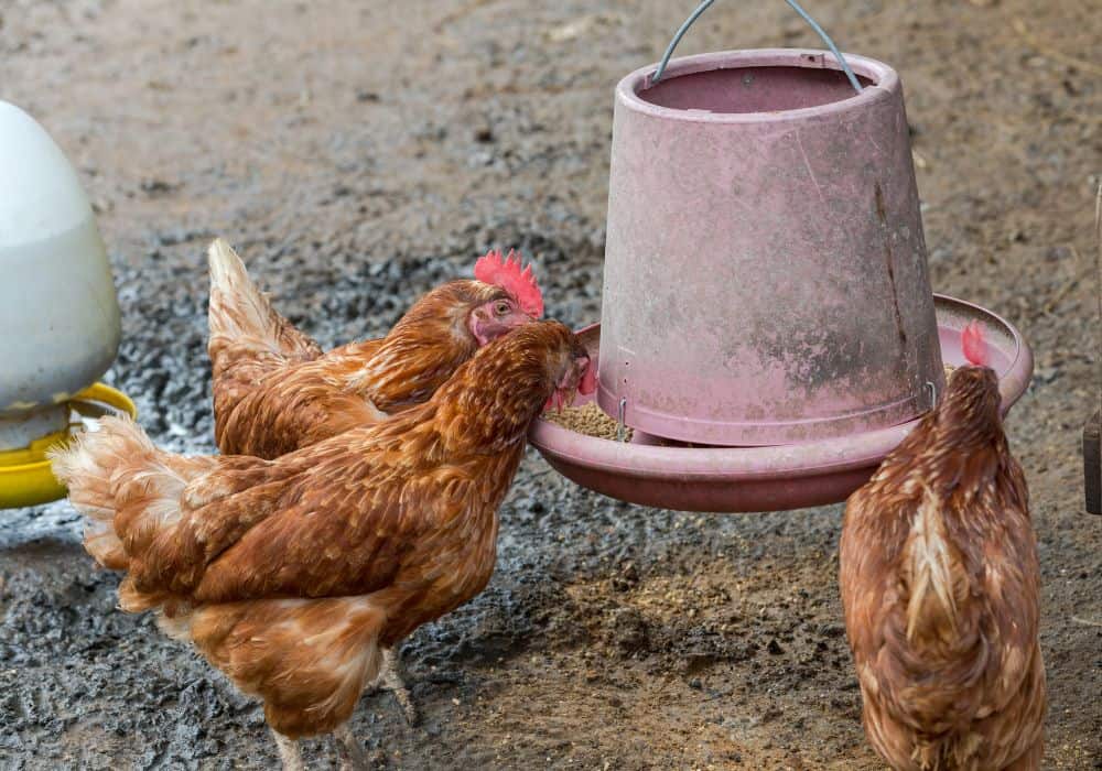 Advantages of Feeding Chickens Birdseed