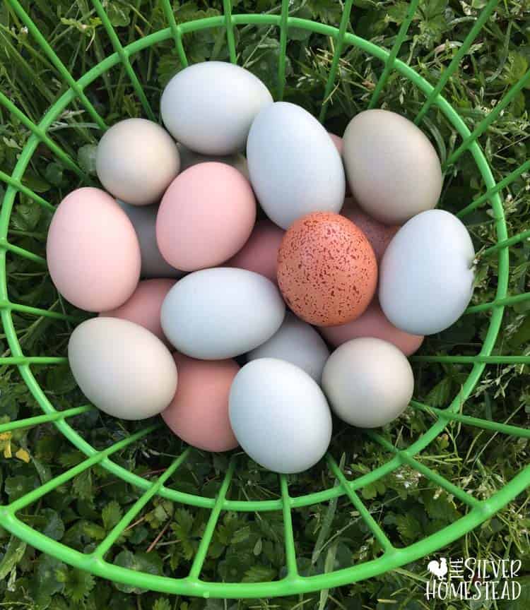 Are Easter Eggers good for eggs