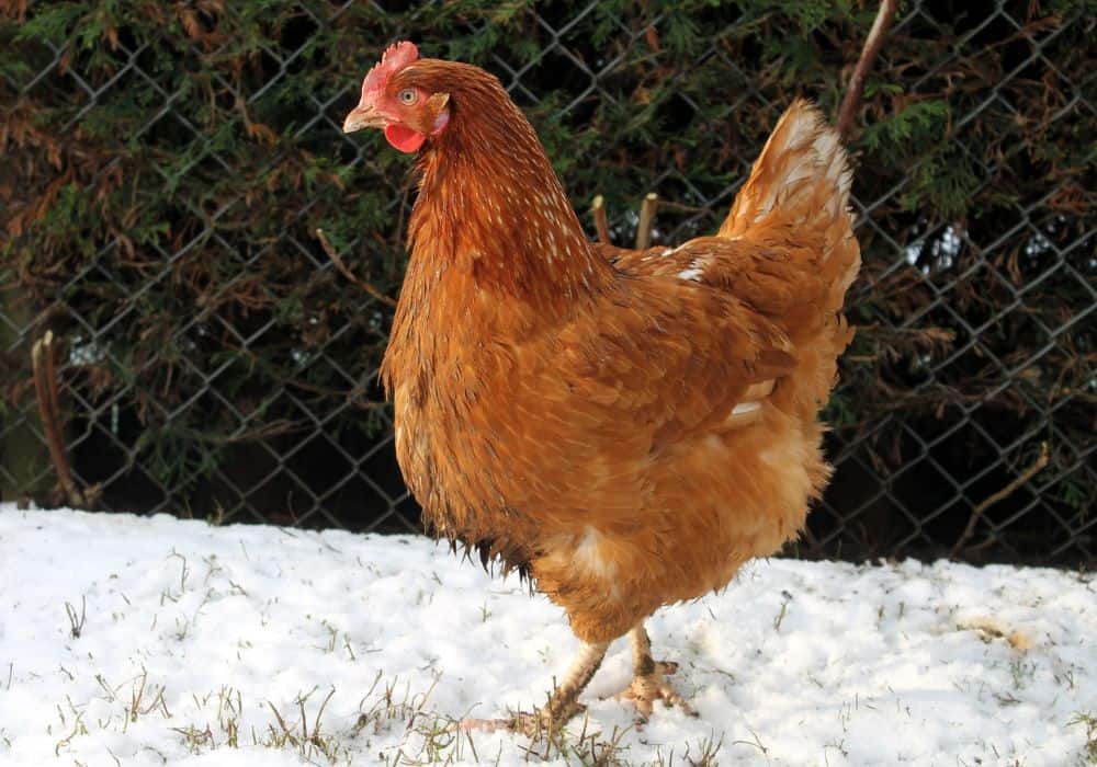 Are ISA Brown chickens good for meat?