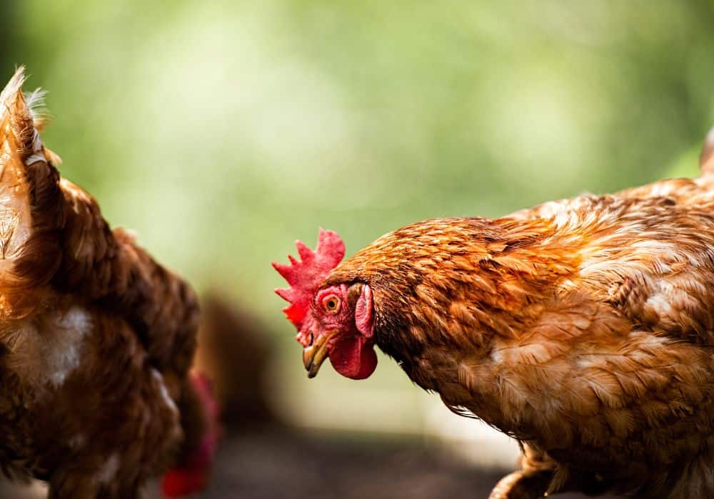 Are ISA Brown chickens healthy?
