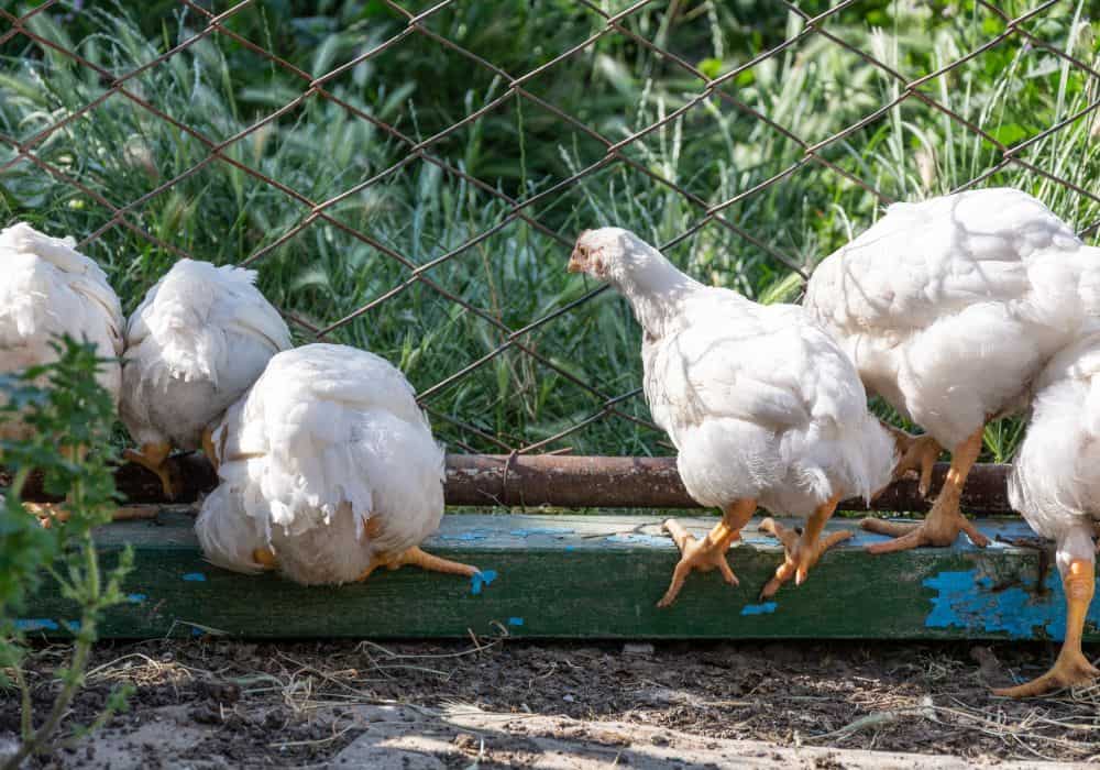 Are broilers a good chicken to raise with your family?