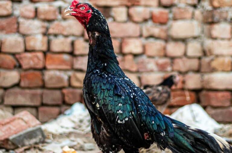 Aseel Chickens: Everything You Need to Know