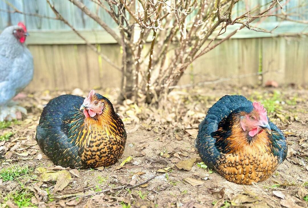 Auto-Sexing Chicks vs. Sex Link Hybrid Chickens