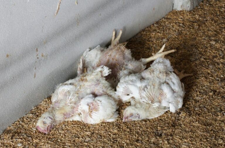 Avian Influenza in Chickens: How to Prevent Bird Flu in Chickens?