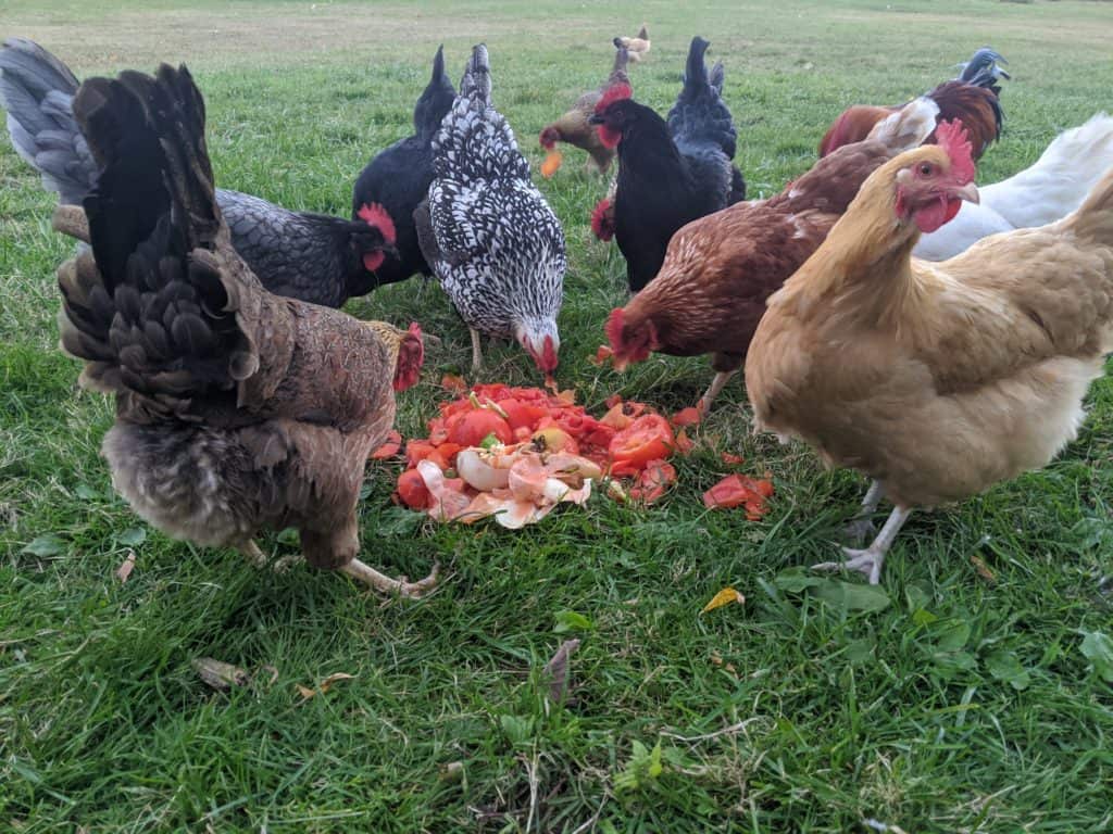 Benefits of Eating Tomatoes for Chickens