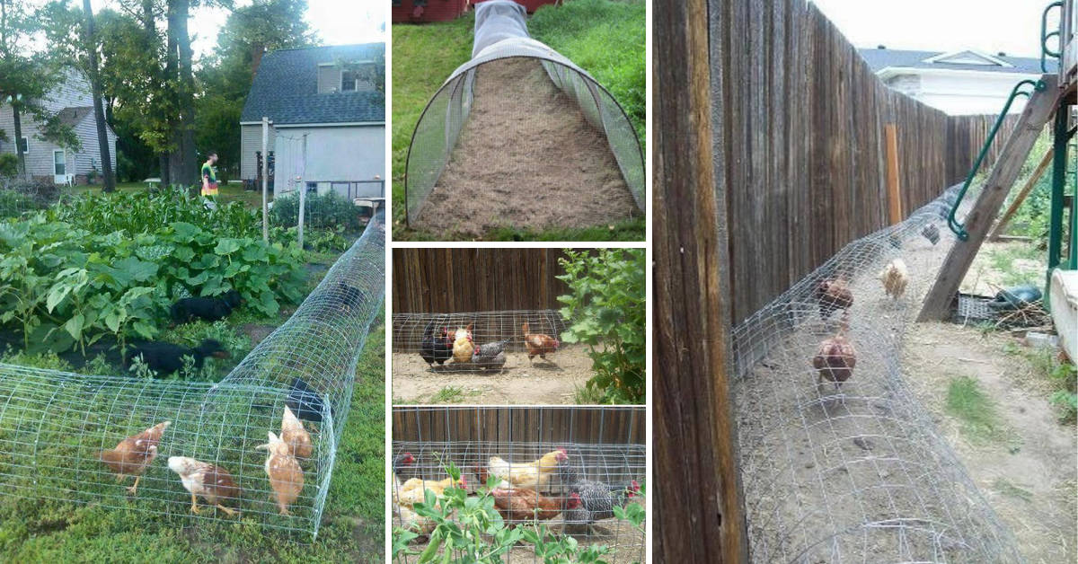 Best DIY Chicken Tunnel Can Let You Watch the Birds Roam Freely – Cute DIY Projects