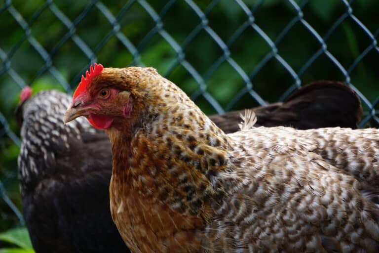 Bielefelder Chicken: Everything You Need to Know