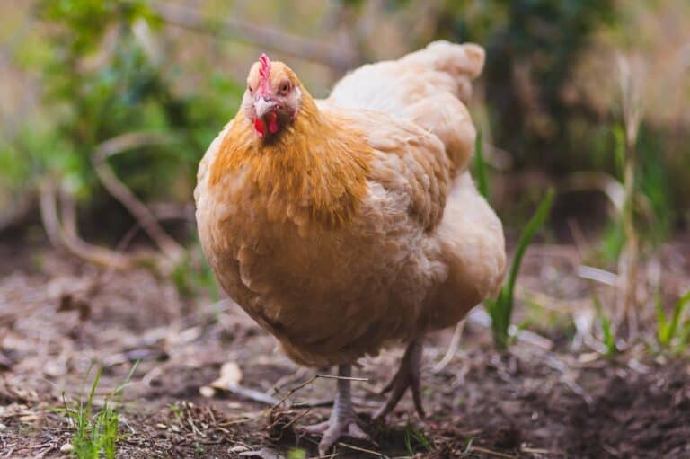 Buff Orpington: Everything You Need to Know