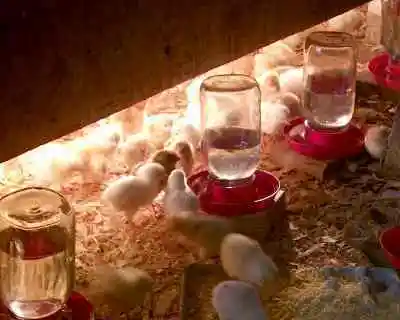 Build a 200-Chick Brooder in 2 Hours for $20 – Robert Plamondon's Rural Life