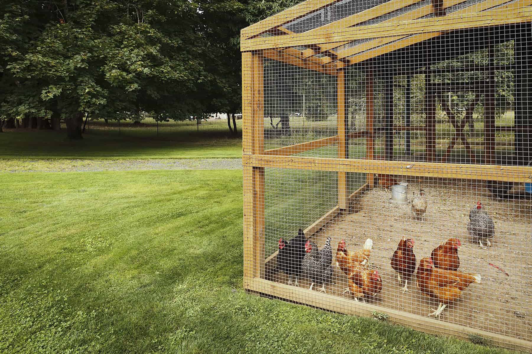 Build a Chicken Run and Coop from Recycled Materials – Backyard Poultry