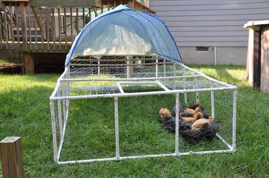 Build a PVC Chicken Tractor – Grit