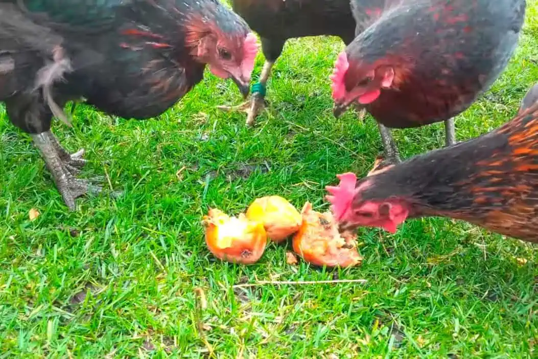 Can Chickens Eat Pears? The short answer