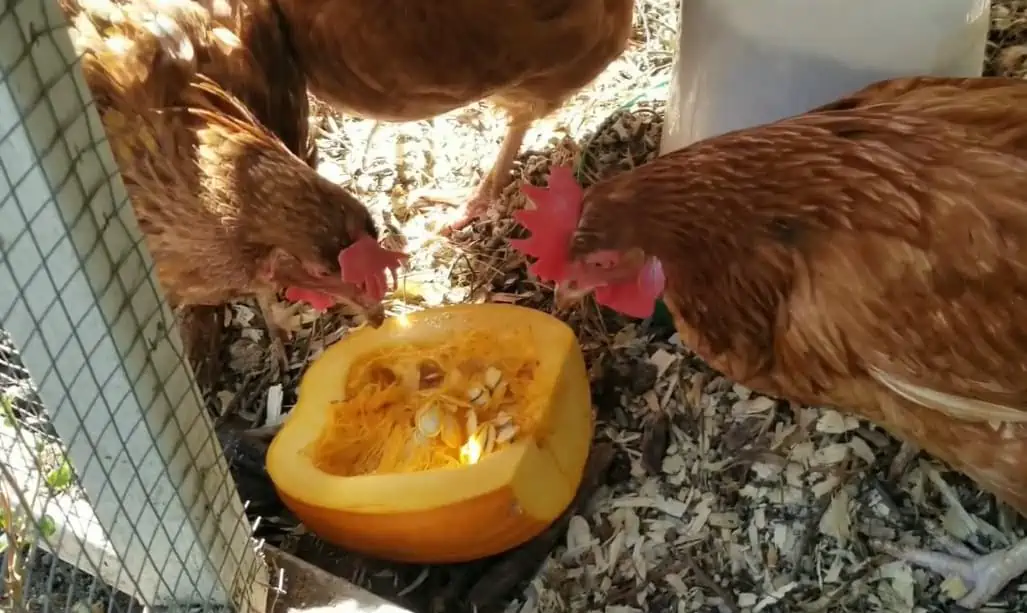 Can Chickens Eat Pumpkins