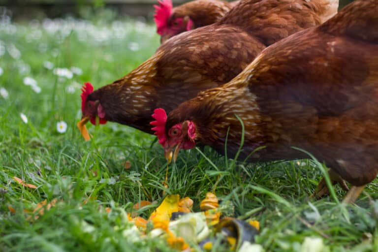 Can Chickens Eat Tomatoes? Is It Safe?
