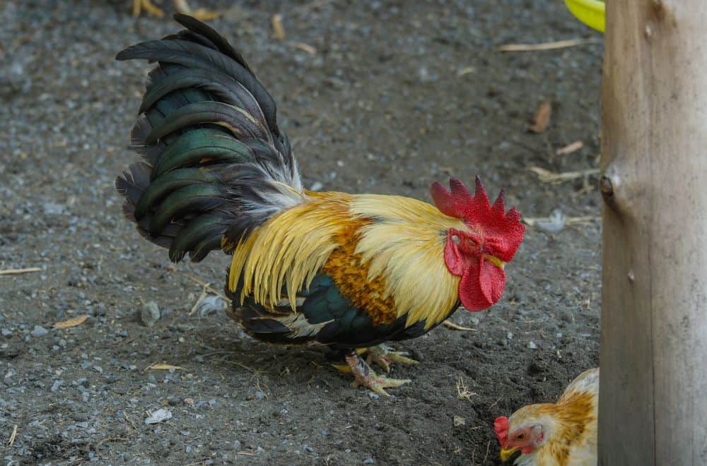Caring for bantam chickens
