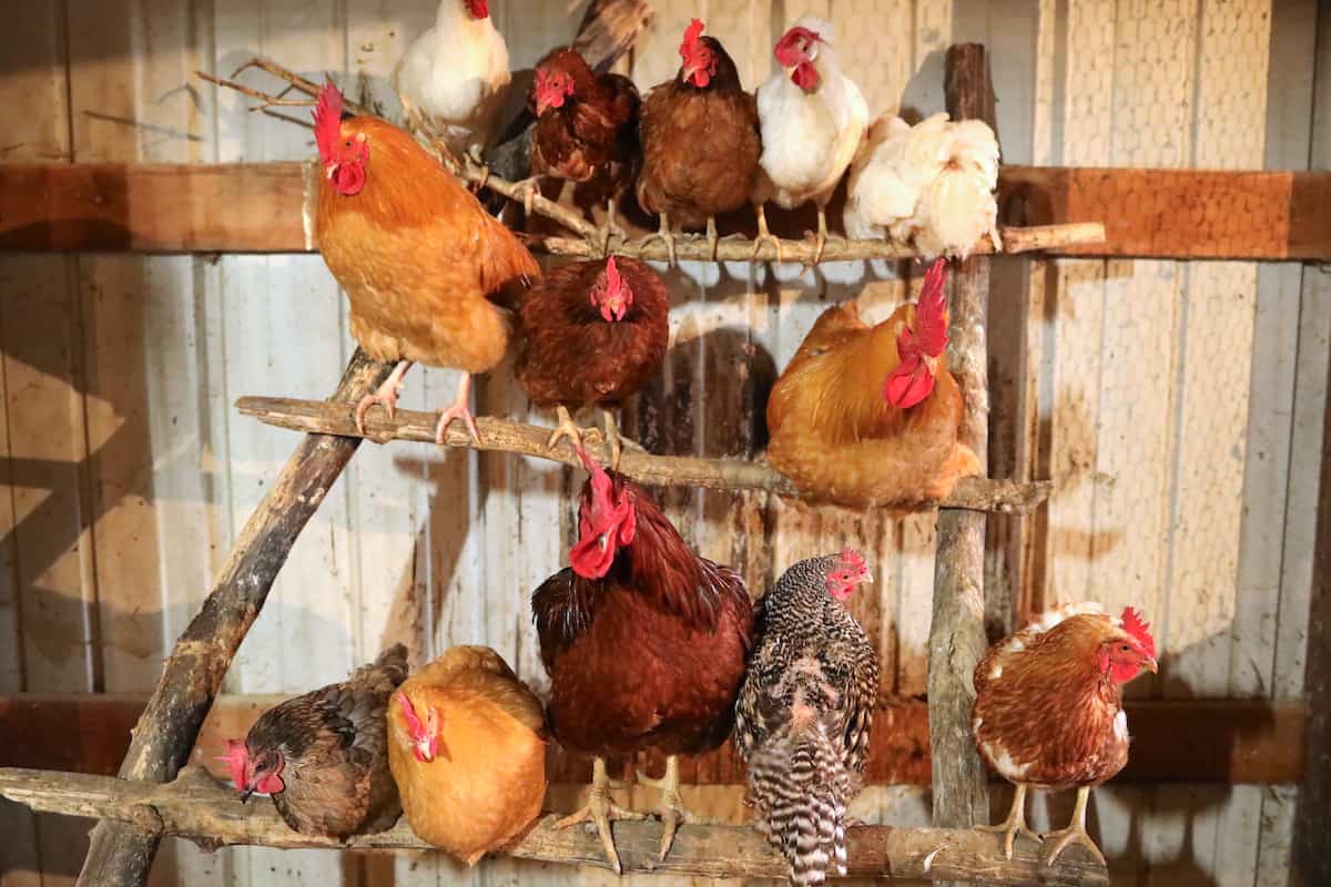 Chicken Roost Designs – Two Simple DIY Ladder Perch Ideas