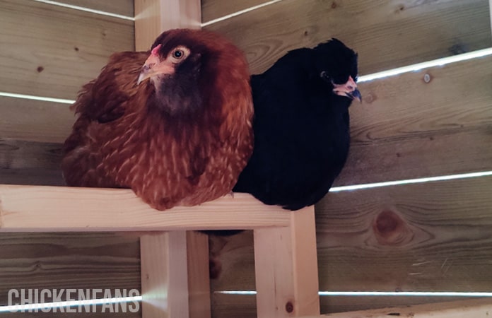 Chicken Roosts: Sleep, Perches & Dimensions – Chicken Fans
