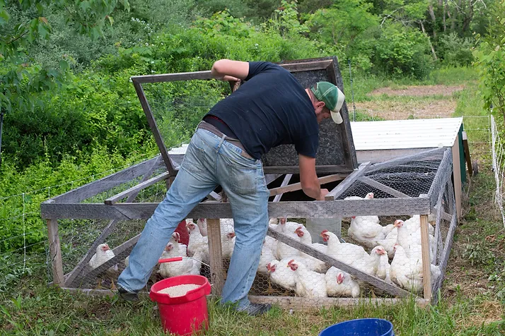 Chicken Tractors 101: Benefits and Build Guidelines