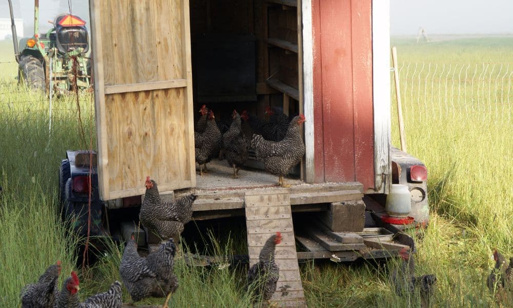 Chickens, heat and how they keep cool