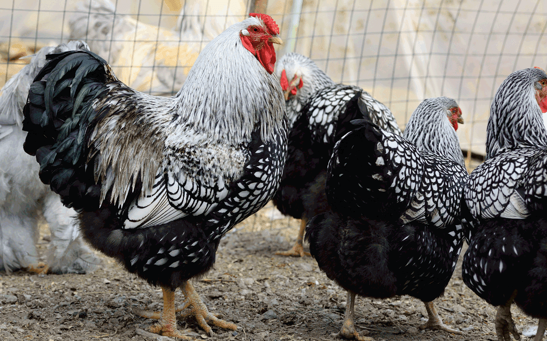 Common Questions about Roosters