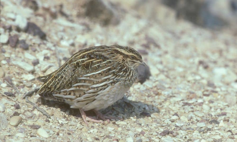 Coturnix quail
