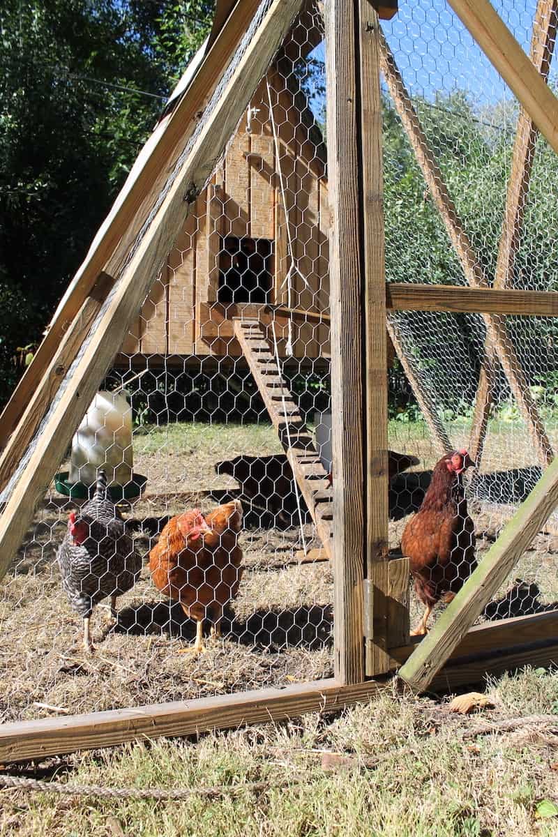 Custom A-Frame Chicken Tractor For (Almost) Free – fromscratchfarmstead.com
