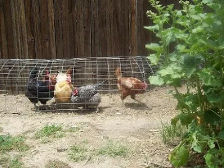 DIY Backyard Chicken Tunnel – homesteadlifestyle.com