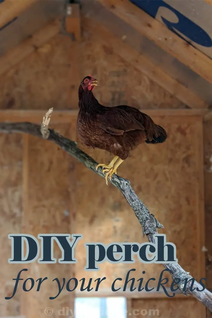 DIY Chicken Roost Idea Using Tree Branches! – DIY Danielle®