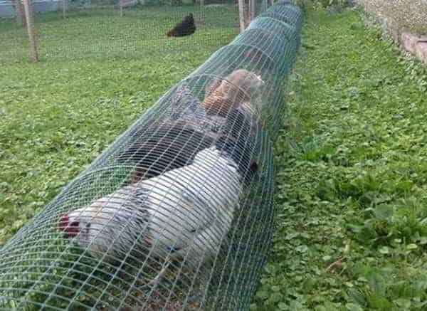 DIY Chicken Tunnel (Step-by-Step Guide) – Ask a Prepper