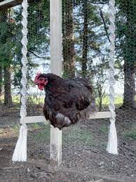 DIY Macrame Chicken Swing Tutorial – Welcome to Chickenlandia
