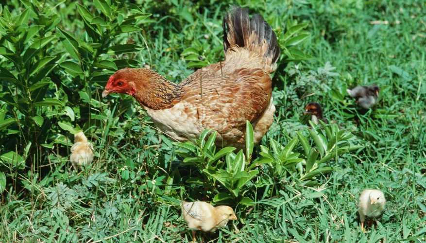 DIY Plans for a Chicken Brooder – Pets on Mom.com