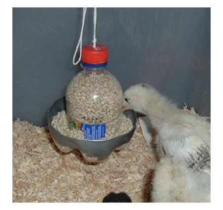 DIY Plastic Bottle Chick Feeder – homesteadlifestyle.com