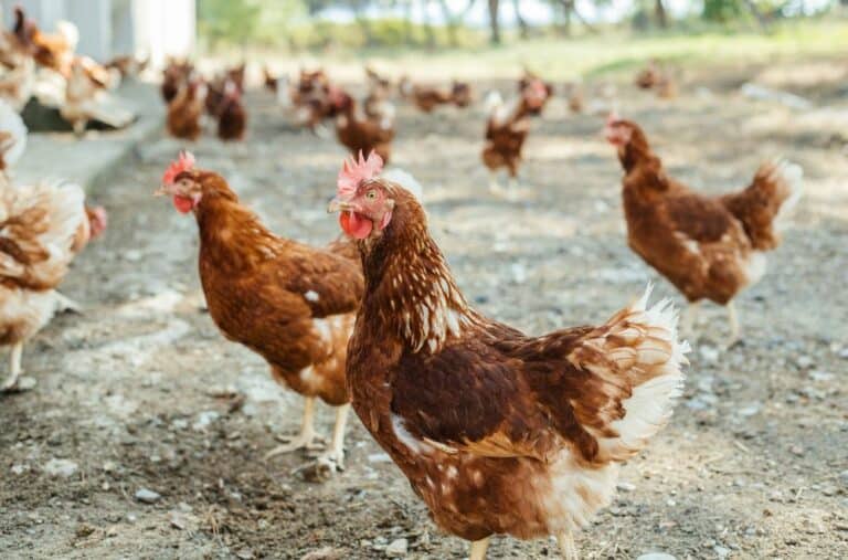 Do Chickens Pee or Urinate? (How Often?)